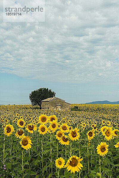 Blühende Sonnenblumen  Plateau de Valensole  Provence  Département Alpes-de-Haute-Provence  Region Provence-Alpes-Côte dAzur  Südfrankreich  Frankreich  Europa