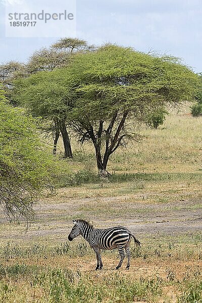Steppenzebra (Equus quagga) oder Pferdezebra  Tarangire Nationalpark  Tansania  Afrika