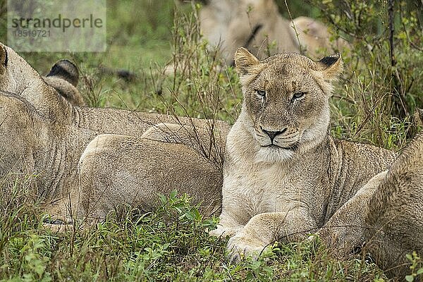 Löwin (Panthera leo)  Inyati Gamereserve  KrügerNationalpark  Mpumalanga  Südafrika