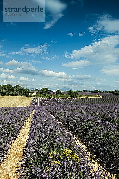 Blühendes Lavendelfeld (Lavandula angustifolia)  Plateau de Valensole  Provence  Département Alpes-de-Haute-Provence  Region Provence-Alpes-Côte dAzur  Südfrankreich  Frankreich  Europa