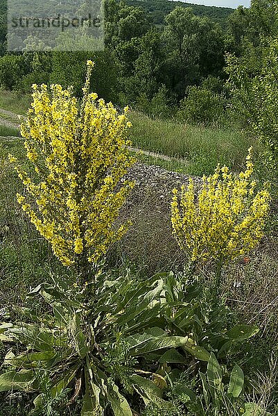 Königskerze (Verbascum) im Blütenstand  bei Lovech  Bulgarien  Europa