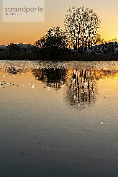 Überschwemmte Wiese bei Sonnenuntergang mit Spiegelungen im Wasser. Elsass  Frankreich  Europa
