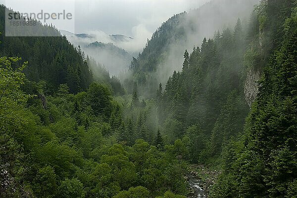 Trigrad-Schlucht mit Fichten an einem nebligen Tag  Rhodopi-Gebirge  Bulgarien  Europa