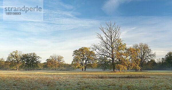 Solitäre Eichen in den Elbauen in der Morgendämmerung mit Bodennebel im Herbst  Dessau-Wörlitzer Gartenreich  Dessau-Roßlau  Sachsen-Anhalt  Deutschland  Europa