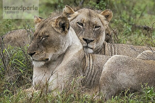 Löwinen (Panthera leo)  Inyati Gamereserve  KrügerNationalpark  Mpumalanga  Südafrika