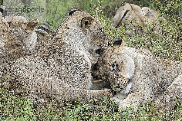 Löwinen (Panthera leo)  Inyati Gamereserve  KrügerNationalpark  Mpumalanga  Südafrika