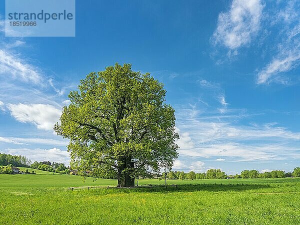 Wiese mit alter riesiger solitärer Eiche (Quercus robur) im Frühling  Naturdenkmal  Thüringen  Deutschland  Europa