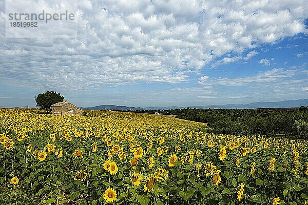 Blühende Sonnenblumen  Plateau de Valensole  Provence  Département Alpes-de-Haute-Provence  Region Provence-Alpes-Côte dAzur  Südfrankreich  Frankreich  Europa