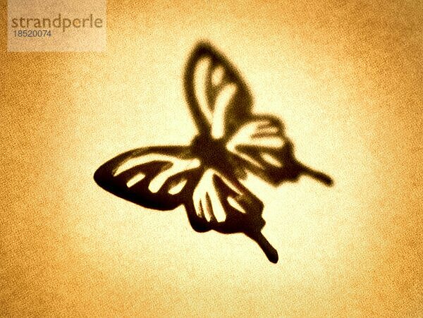 Schmetterling Silhouette Sepia