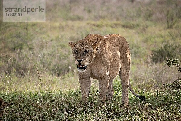 Löwen (panthera leo)  großkatze  weibliche löwin in der grünen Savanne. Taita hills reservat  Kenia  Afrika