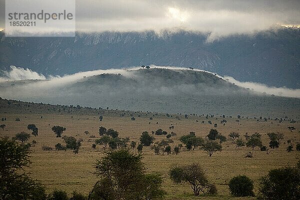 Aussicht auf einer Safari  Savanne. Landschaftsaufnahme mit morgen Nebel zum Sonnenaufgang im Taita hills reservat  kenia