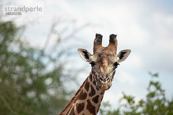 Einzelne Giraffe  Massai Giraffe (Artiodactyla)  Giraffa tippelskirchi  in der buschlandschaft der Savanne. Frontal Portrait des Kopfes im Tsavo Nationalparks in Kenia