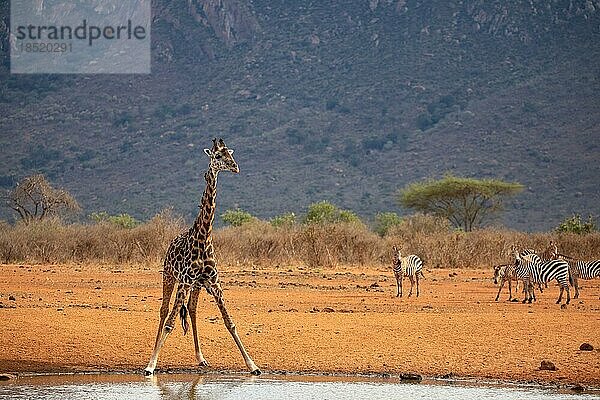Einzelne Giraffe  Massai Giraffe (Artiodactyla)  Giraffa tippelskirchi  am Wasserloch in der kargen Landschaft der Savanne. Aufnahme einer Trinken den Giraffe und der roten Erde des Tsavo Nationalparks in Kenia