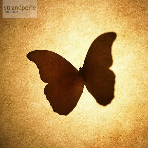 Schmetterling Silhouette Sepia