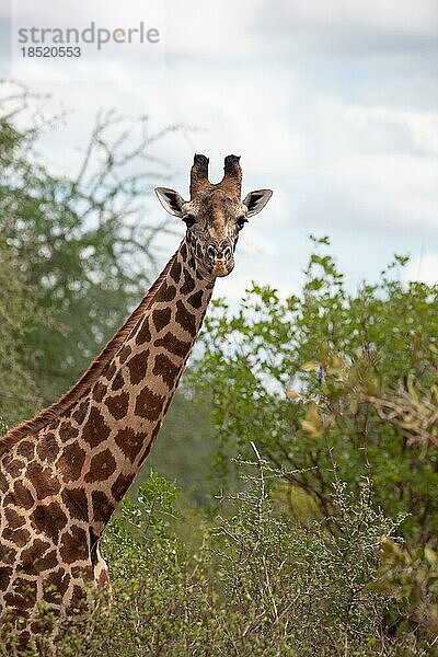 Einzelne Giraffe  Massai Giraffe (Artiodactyla)  Giraffa tippelskirchi  in der buschlandschaft der Savanne. Frontal Portrait des Kopfes im Tsavo Nationalparks in Kenia