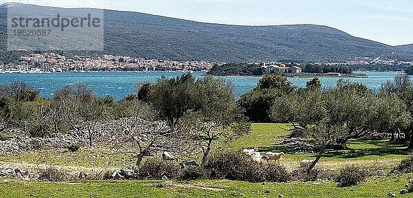 Schafe weiden in einem Olivenhain  hinten Klosterinsel Kosljun und die Stadt Punat  Insel Krk  Kvarner Bucht  Kroatien  Europa