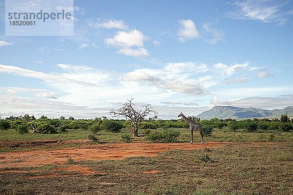 Einzelne Giraffe  Massai Giraffe (Artiodactyla)  Giraffa tippelskirchi  in der weiten Landschaft der Savanne. Landschaftsaufnahme mit einem Toten Baum  mit einem Berg im hintergrund im Tsavo Ost Nationalpark  Kenia  Afrika