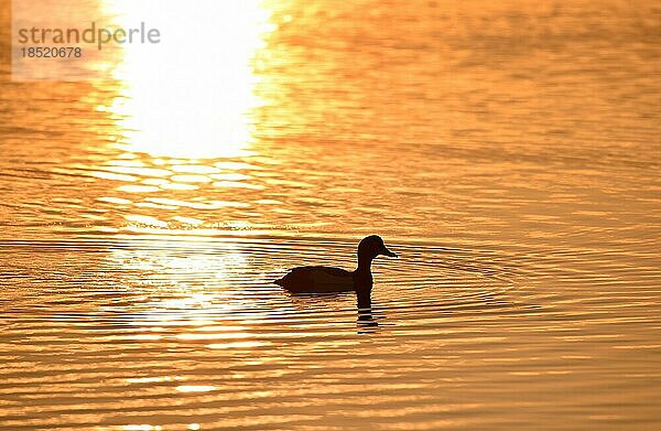 Ente auf einem See bei Sonnenuntergang am Katinger Watt  Schleswig-Holstein  Deutschland  Europa