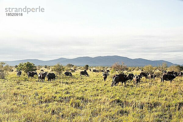 Büffel  bubalus Syncerus  wasserbüffel (bubalus arnee) im Gebüsch. Landschaftsaufnahme am morgen in der Savanne vom tsavo Nationalpark  Kenia  Afrika