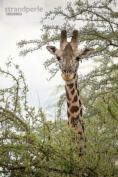 Einzelne Giraffe  Massai Giraffe (Artiodactyla)  Giraffa tippelskirchi  in der buschlandschaft der Savanne. Frontal Portrait des Kopfes im Tsavo Nationalparks in Kenia