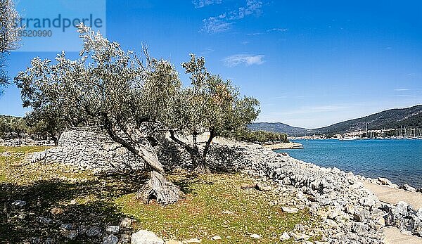 Olivenhain  bei der Stadt Cres  Insel Cres  Kvarner Bucht  Kroatien  Europa