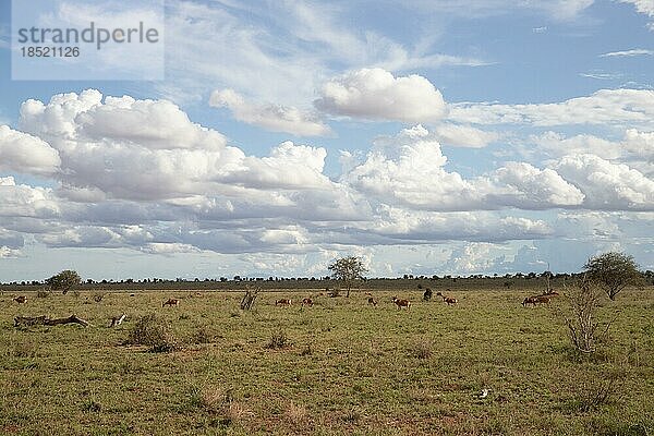 Aussicht auf einer Safari  Savanne. Landschaftsaufnahme in der weiten Savanne. Regenwolken und antilopen  im taita hills reservat Nationalpark  kenia