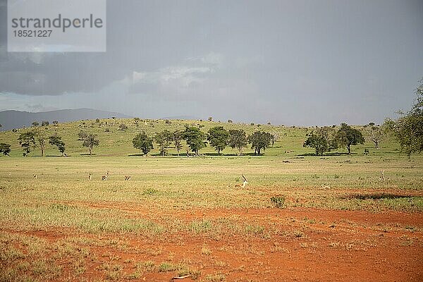 Aussicht auf einer Safari  Savanne. Landschaftsaufnahme in der weiten Savanne. Regenwolken und antilopen  im taita hills reservat Nationalpark  kenia