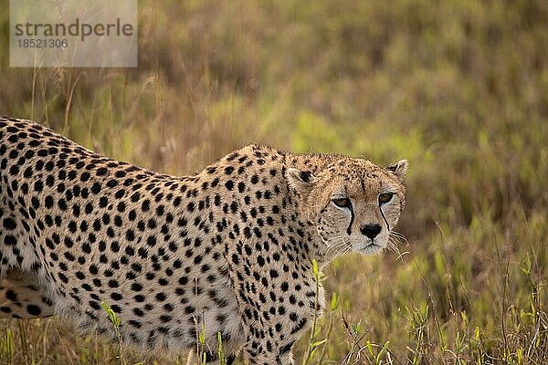 Ein Gepard  taita hills wildlife sanctuary im Tsavo Ost Nationalpark in Kenia