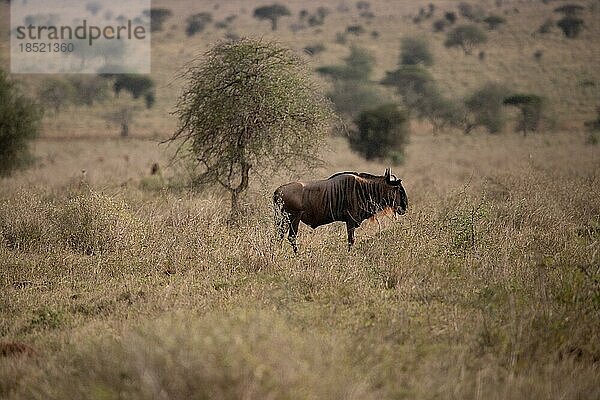 Ein einzelnes Gnu  Antiope  hornträger  im Focus. Einsam in einer Landschaftsaufnahme am morgen in der Savanne vom tsavo Nationalpark  Kenia  Afrika