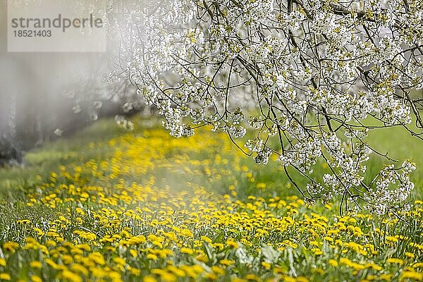 Blühende Kirschbäume im Frühling  Ortenau  Lautenbach  Baden-Württemberg  Deutschland  Europa