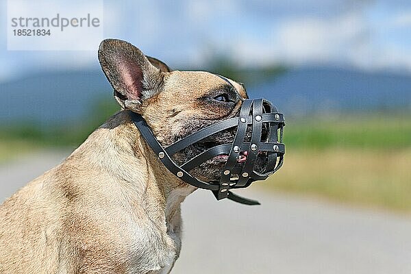 Französische Bulldogge mit kurzer Nase und Ledermaulkorb zum Schutz vor Beißereien