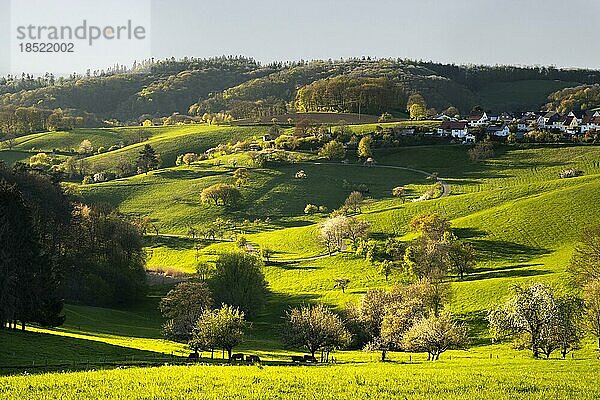 Frühlingslandschaft mit Wiesen  Hügeln und blühenden Obstbäumen  goldene Stunde  ländliche Region mit einem Dorf  Rippenweier  Odenwald  Deutschland  Europa