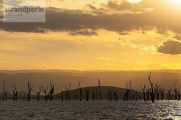 Abgestorbene Bäume in einem See  Wolken  Sonnenuntergang  Lake Naivasha  Kenia  Afrika