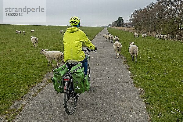 Radfahrerin fährt auf Elbe-Radweg zwischen Schafen hindurch  Glückstadt  Schleswig-Holstein  Deutschland  Europa