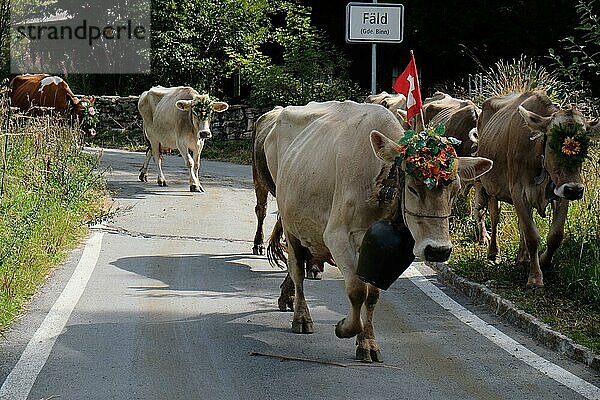 Almabtrieb  Fäld  Wallis  Schweiz  Europa