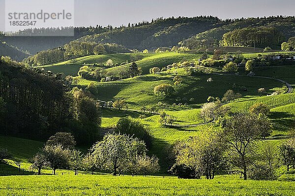 Frühlingslandschaft mit Wiesen  Hügeln und blühenden Obstbäumen  goldene Stunde  ländliche Region  Rippenweier  Odenwald  Deutschland  Europa