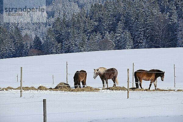 Pferde  Schauinsland  Schwarzwald  Deutschland  Europa