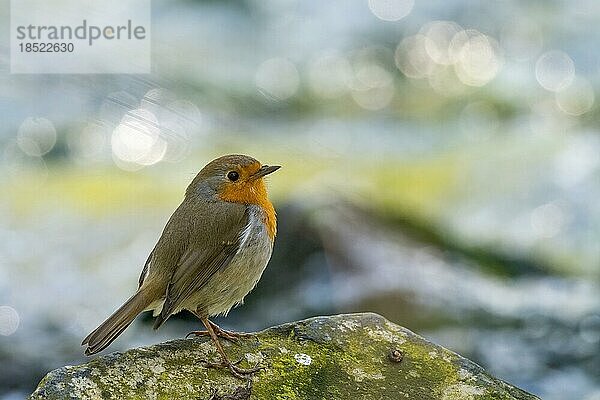 Rotkehlchen (Erithacus rubecula) steht auf Stein  Hessen  Deutschland  Europa