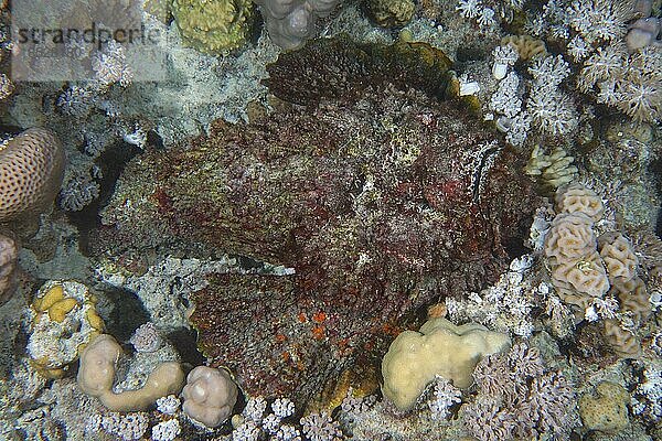 Echter Steinfisch (Synanceia verrucosa) von oben. Tauchplatz Shaab Mahmoud  Sinai  Ägypten  Rotes Meer  Afrika
