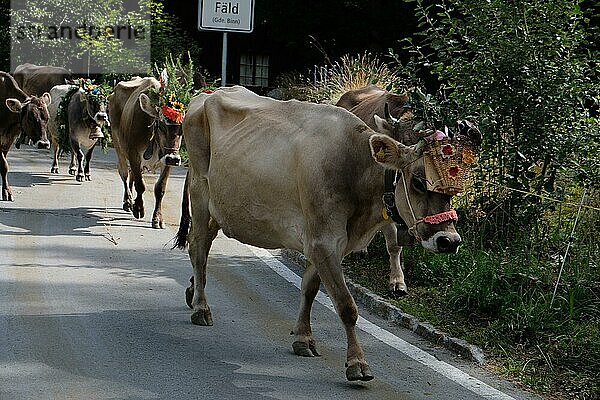 Almabtrieb  Fäld  Wallis  Schweiz  Europa