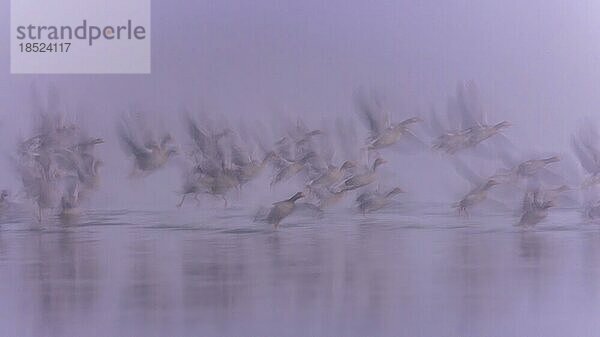 Graugans (Anser anser) Abflug im Nebel  Wintergast  Zugvogel  Gänseschwarm  Rastvogel  Seenlandschaft  Wischer-Aufnahme  Silhouette  Biosphärenreservat Mittelelbe  Flusslandschaft Mittelelbe  Sachsen-Anhalt  Deutschland  Europa