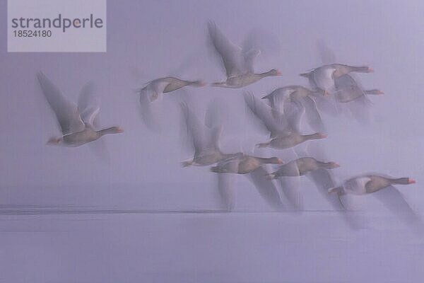 Graugans (Anser anser) Abflug im Nebel  Wintergast  Zugvogel  Gänseschwarm  Rastvogel  Seenlandschaft  Wischer-Aufnahme  Silhouette  Biosphärenreservat Mittelelbe  Flusslandschaft Mittelelbe  Sachsen-Anhalt  Deutschland  Europa