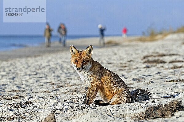 Städtischer Rotfuchs (Vulpes vulpes)  der Menschen bei der Nahrungssuche am Strand entlang der Küste toleriert