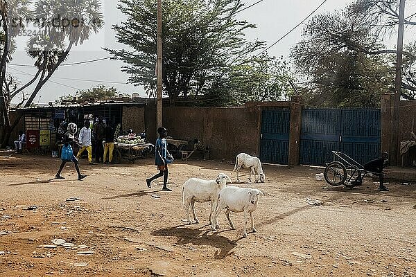Ziegen und Personen laufen entlang einer Strasse  aufgenommen in Niamey  13.04.2022.  Niamey  Niger  Afrika