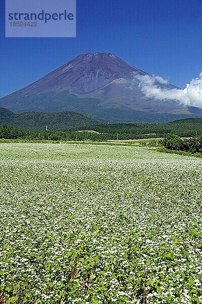 Berg Fuji und Buchweizenfeld Shizuoka Japan