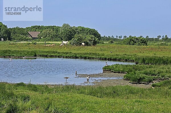 Teich mit Enten und Watvögeln im Naturschutzgebiet Yerseke Moer in Zuid Beveland in Zeeland  Niederlande  Europa