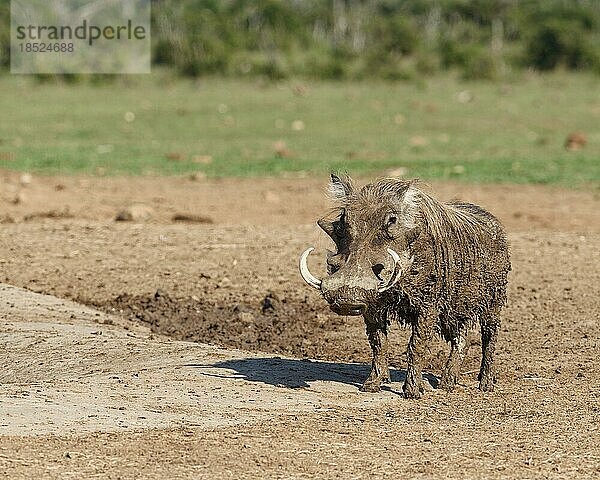 Gewöhnliches Warzenschwein (Phacochoerus africanus)  erwachsenes Männchen  bedeckt mit nassem Schlamm am Wasserloch  Blick in die Kamera  Addo Elephant National Park  Ostkap  Südafrika