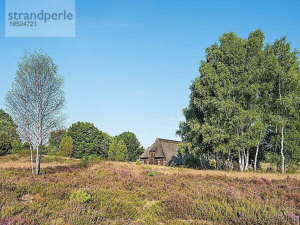 Typische Heidelandschaft mit blühendem Heidekraut  Birken und traditionellem Schafstall  Lüneburger Heide  Niedersachsen  Deutschland  Europa