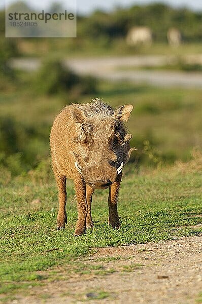 Gewöhnliches Warzenschwein (Phacochoerus africanus)  erwachsenes Tier am Straßenrand  in Richtung Kamera  Addo Elephant National Park  Ostkap  Südafrika