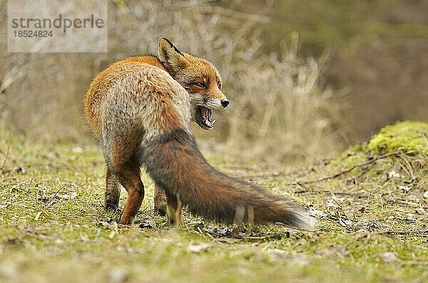 Rotfuchs (Vulpes vulpes) schaut zurück und ruft  Niederlande  Europa